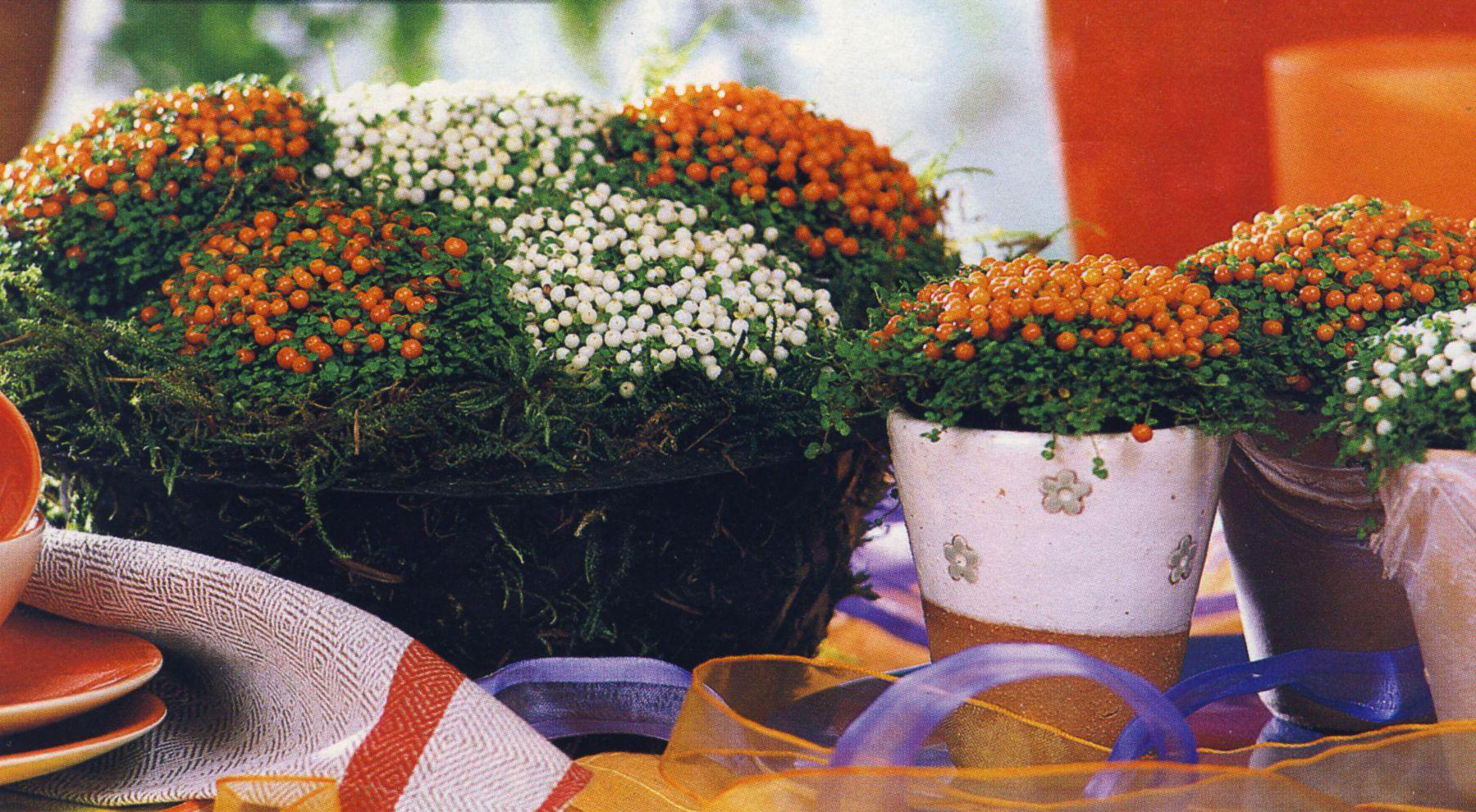 Цветок Комнатный С Оранжевыми Цветами Название Фото