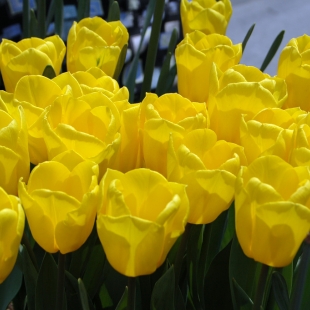 Тюльпаны желтые